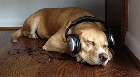 Can Dogs Understand Music? A Deeper Exploration into the Canine Mind