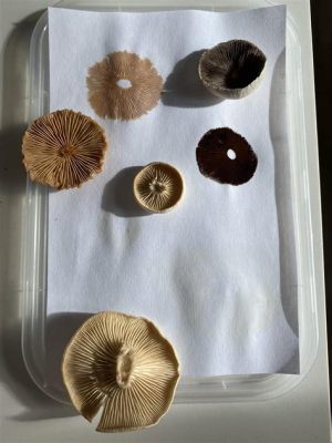 how to get a spore print and why mushrooms are the best companions for poetry